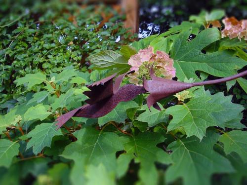 Hydrangea quercifolia